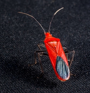 Red beetle insect macro