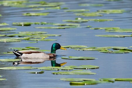 Bird nature plumage