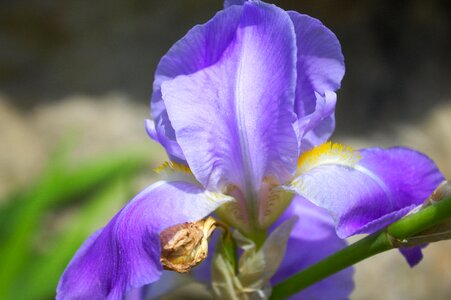 Violet garden spring photo