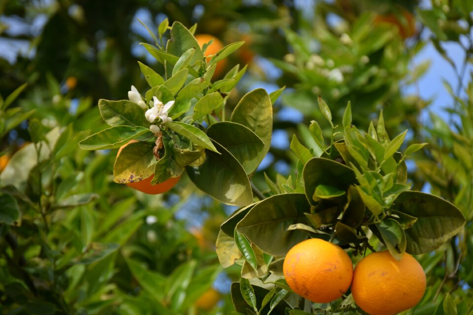 Orange blossom orange spain