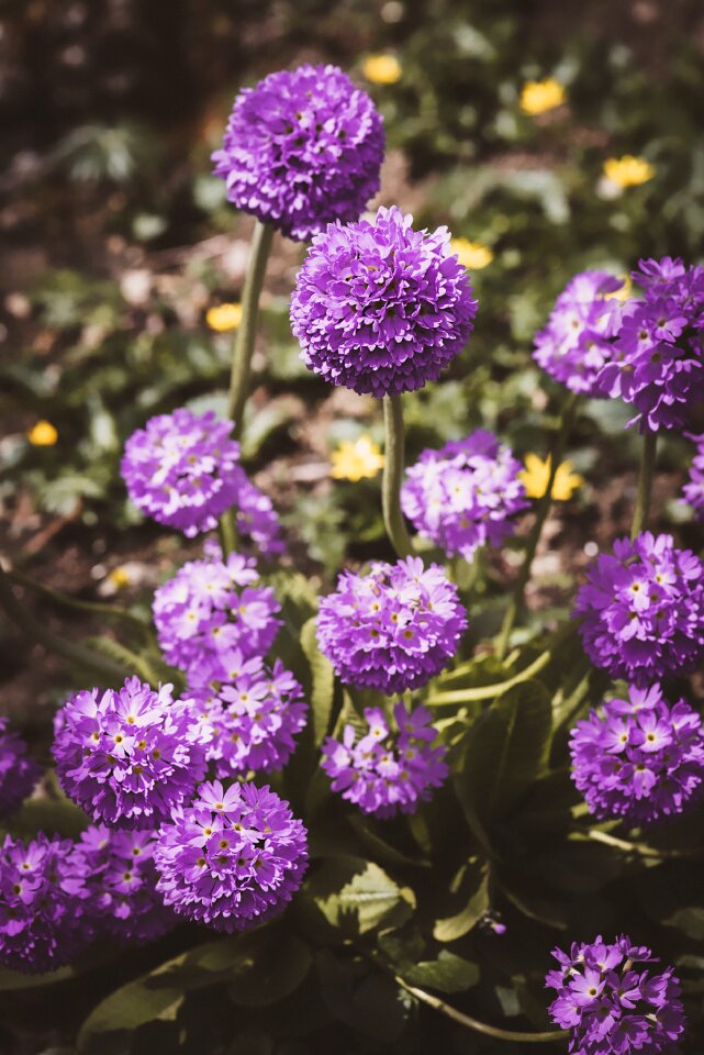 Garden purple plant photo