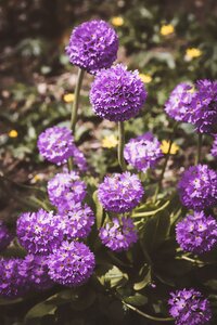 Garden purple plant