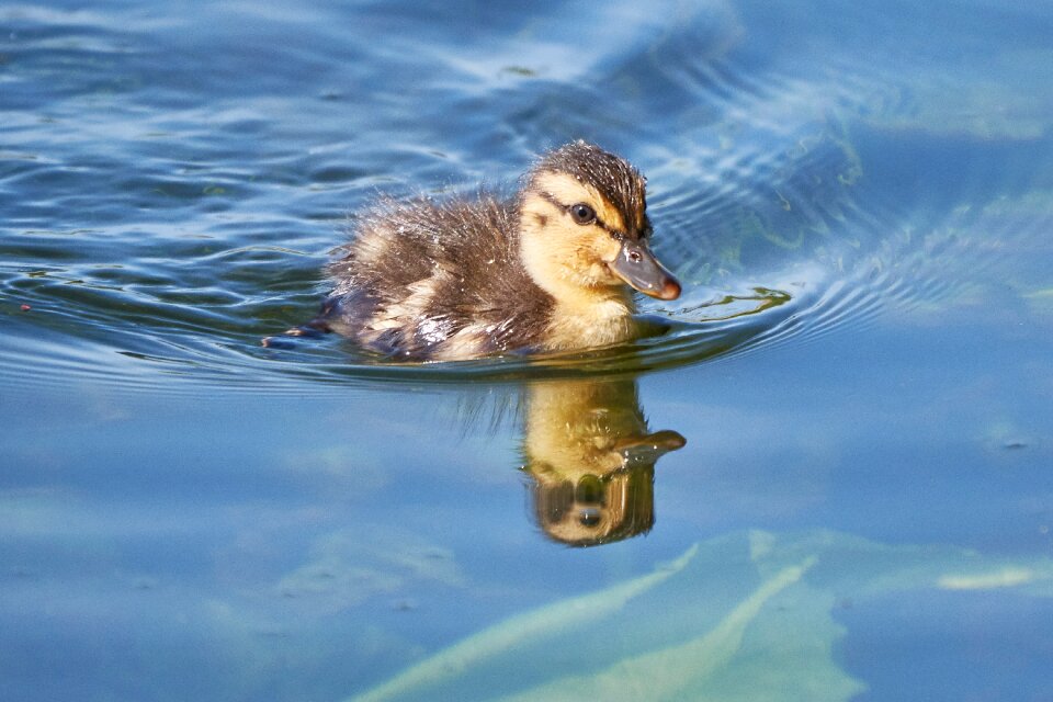 Young animal duck water photo