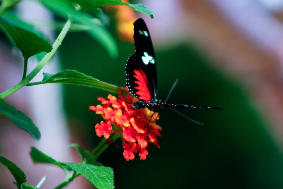 Nature wild