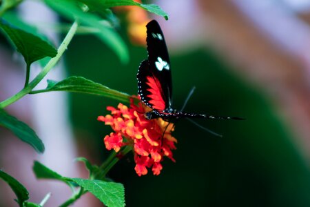 Nature wild