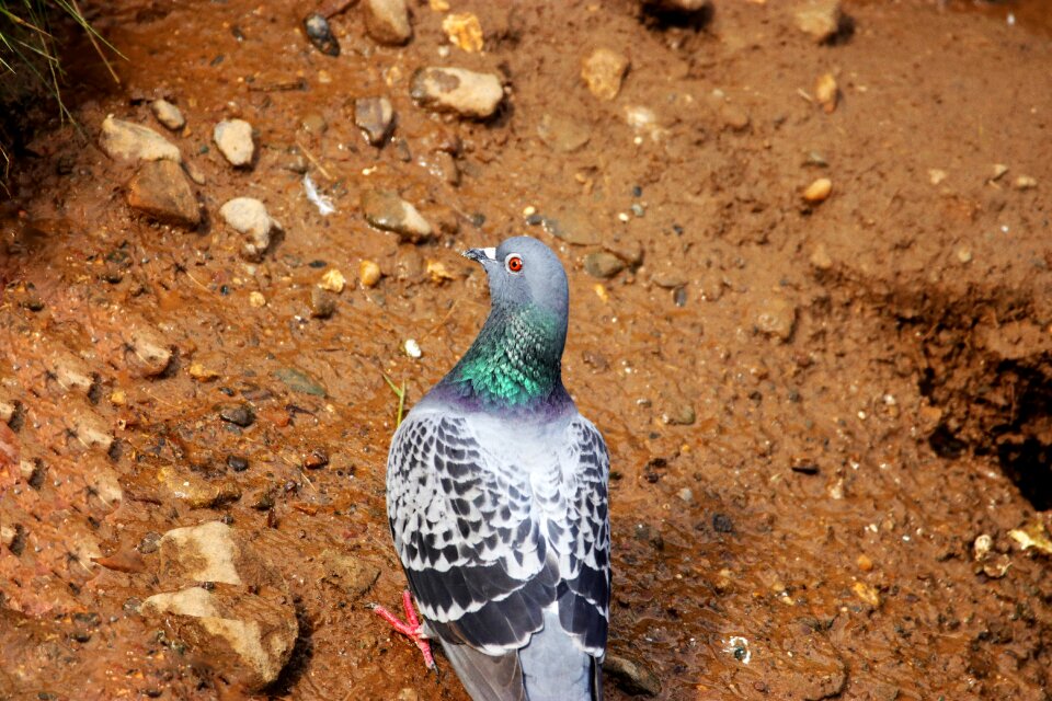 Nature animal ornithology photo