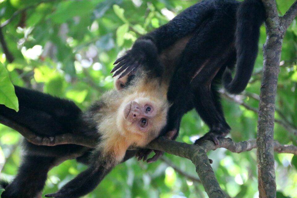 Wildlife mammal travel