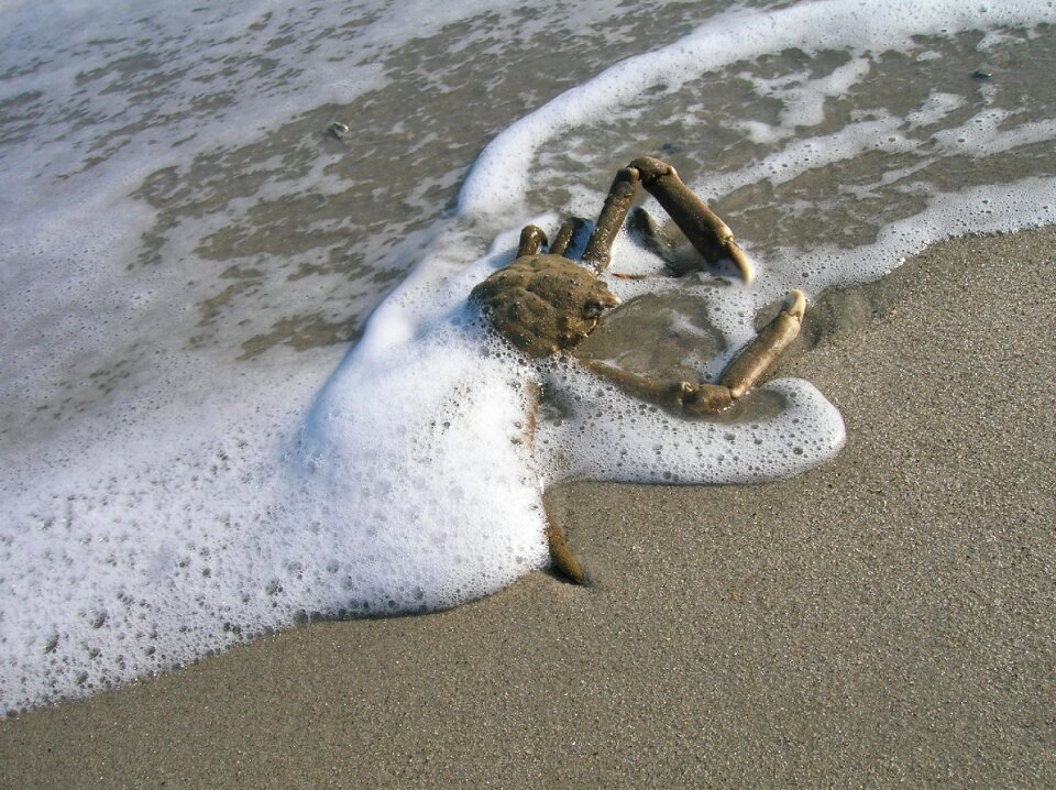 New york cancer sea