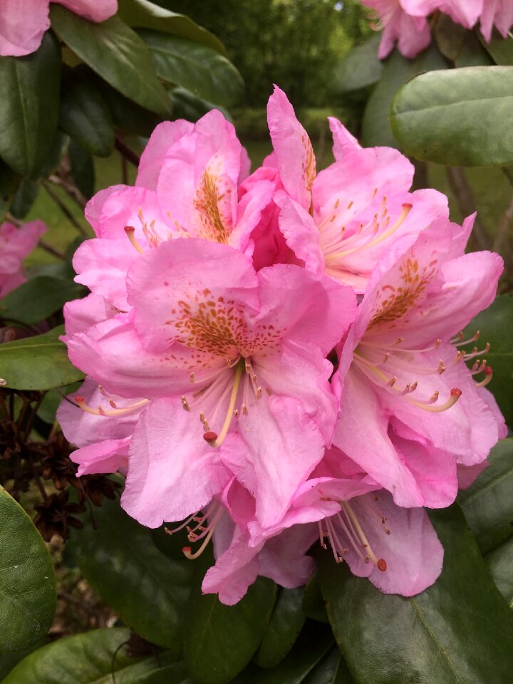 Nature flower