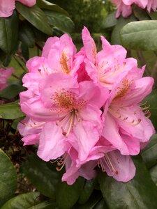 Nature flower