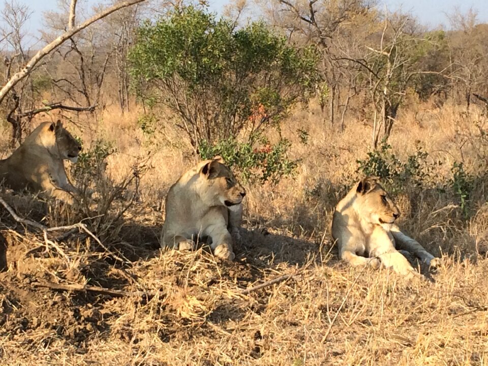 Animal wildlife wild