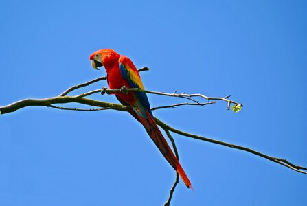 Colorful animal colorful plumage photo