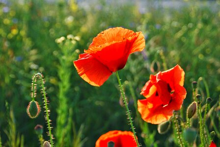 Klatschmohn sun meadow photo