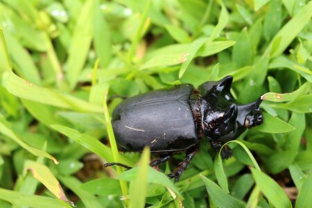 Insect nature wild