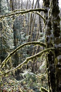 Green trunk wood photo