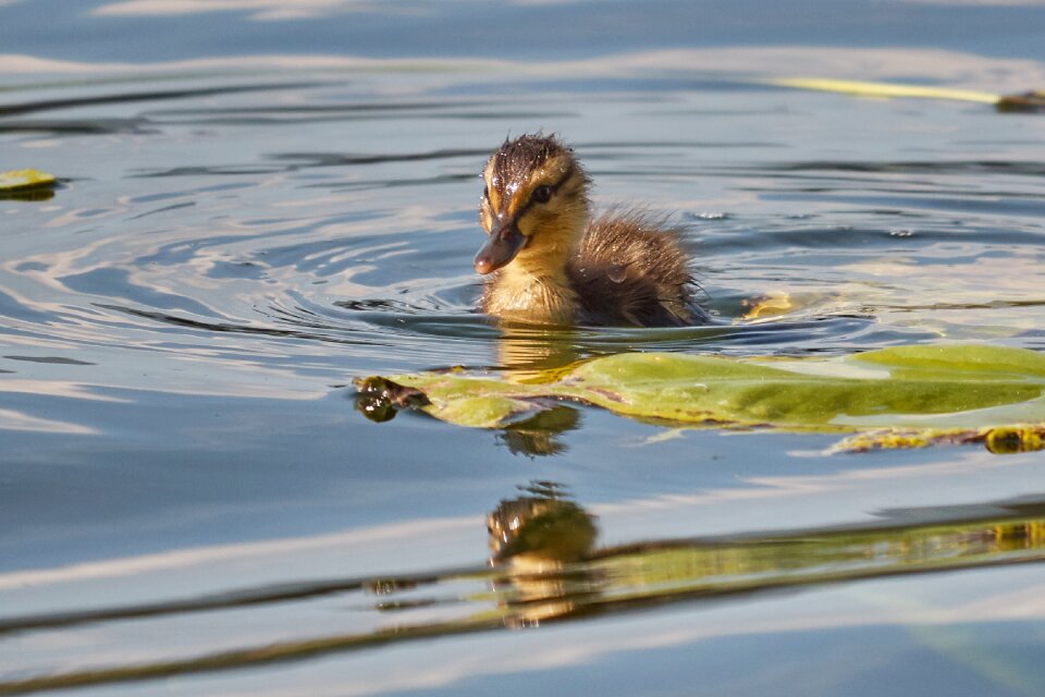 Young animal duck water