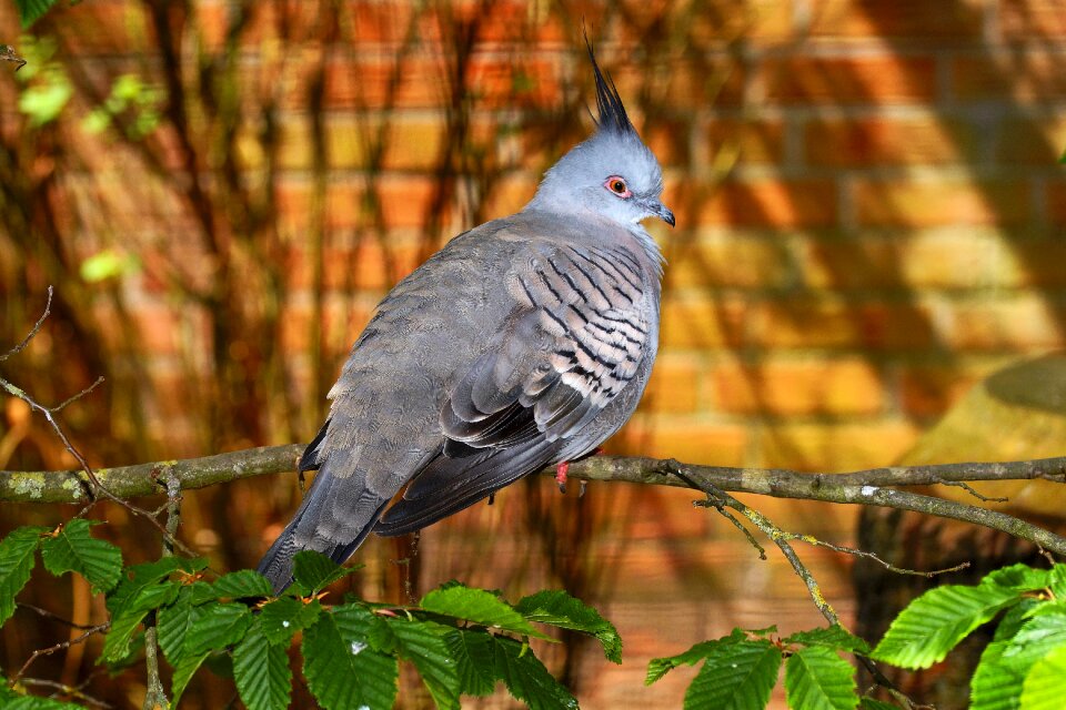 Animal plumage wing