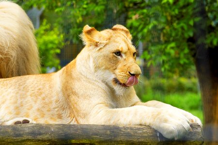 Predator lion females animal world