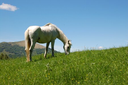 Mountain pasture foal