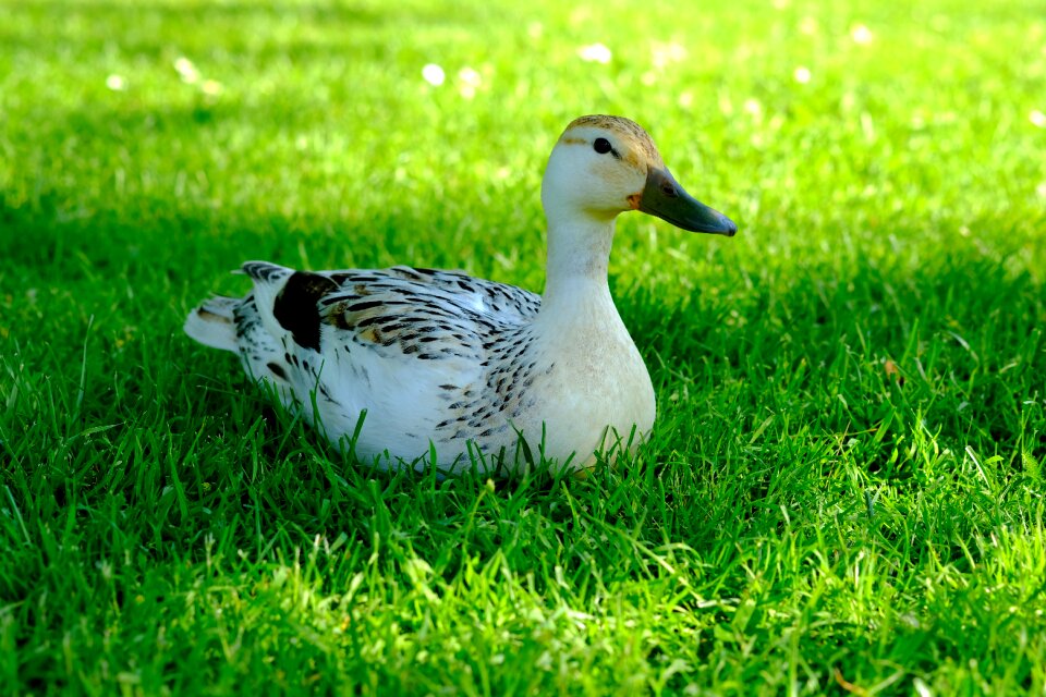 Water bird bird plumage