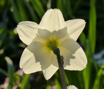 Sun petals plant