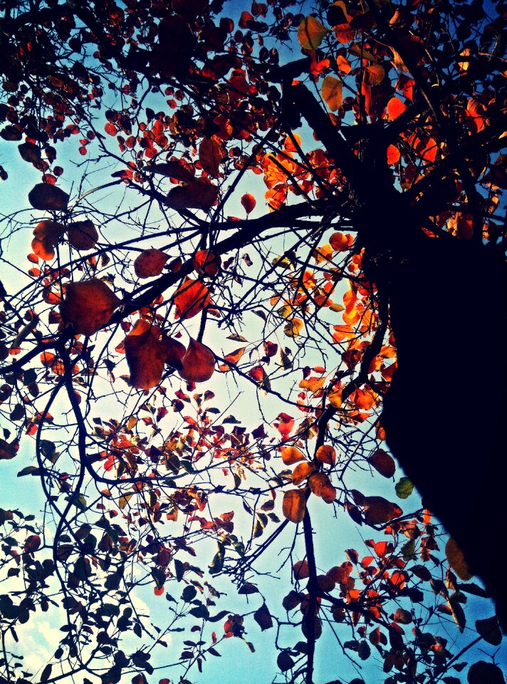 Ingot maple autumn