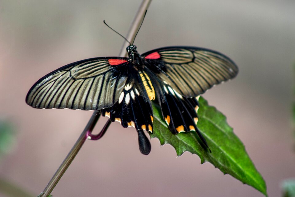 Nature wild