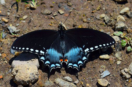 Nature insect wing