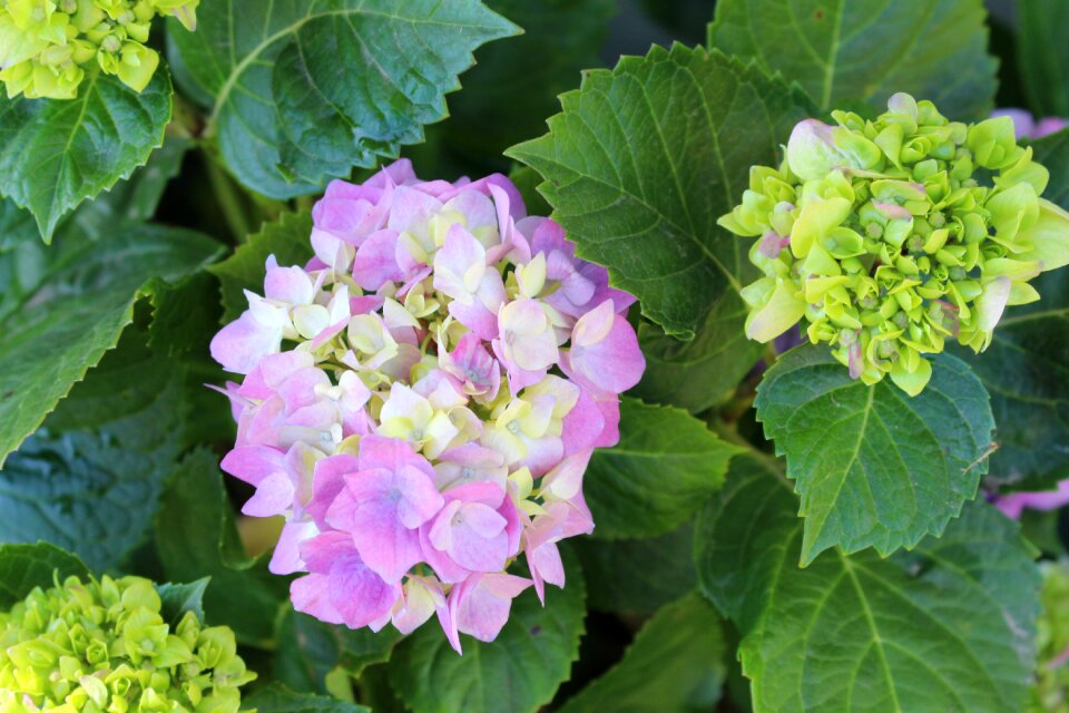 Green spring blossom
