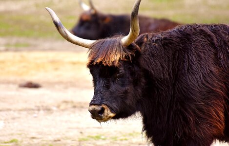 Horns animal portrait animal