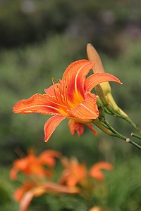 Lilies buds blossoms