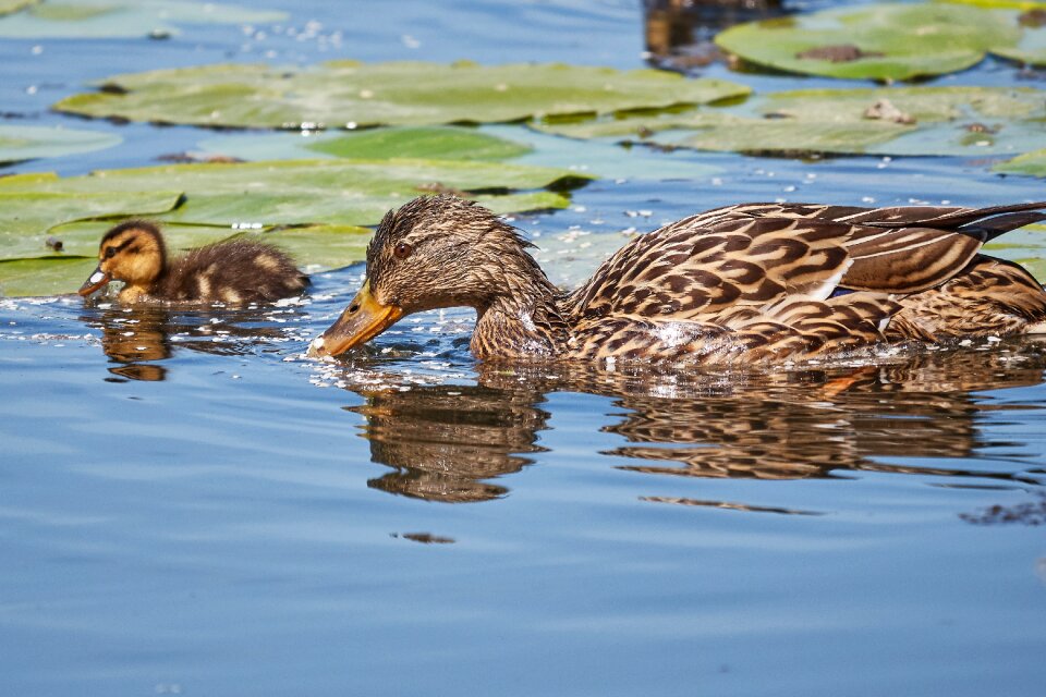 Young animal duck water photo