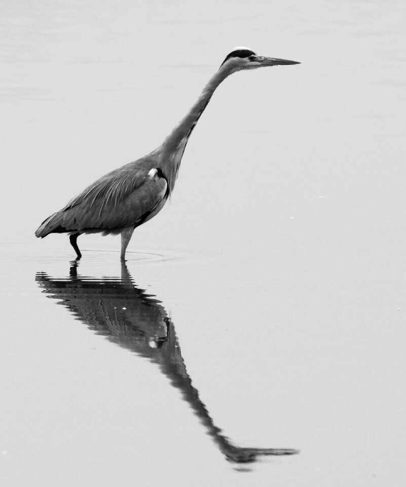 Mirroring water bird water