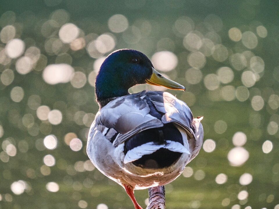 Water bird lake swim