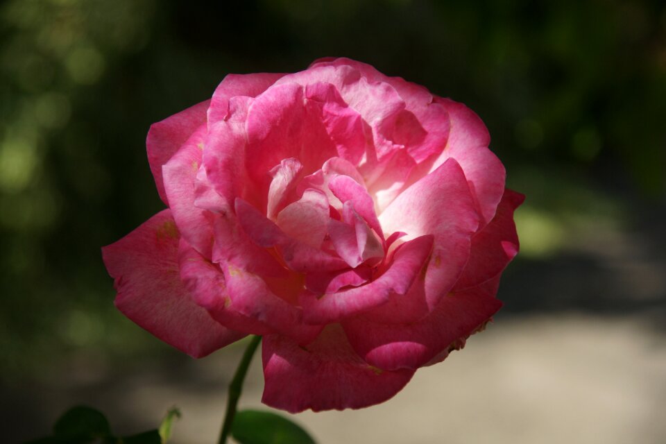 Rosa nature flower