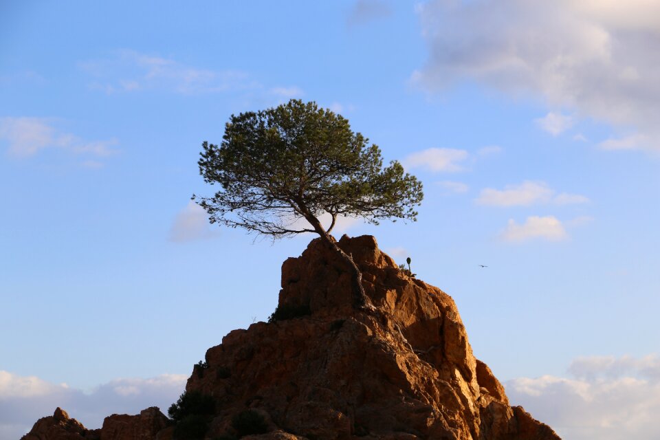 Tree loneliness force