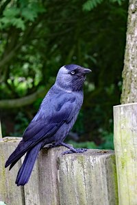 Animal nature crow