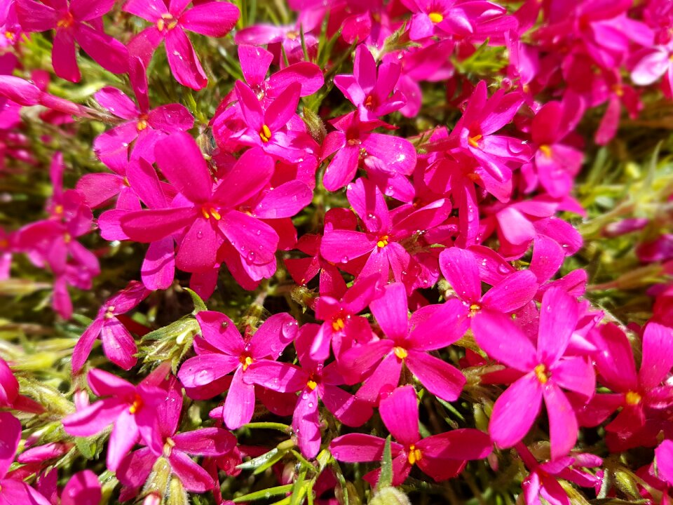 Flowers spring floksy