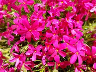 Flowers spring floksy