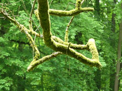Moss green forest