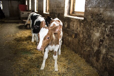 Calves old barn