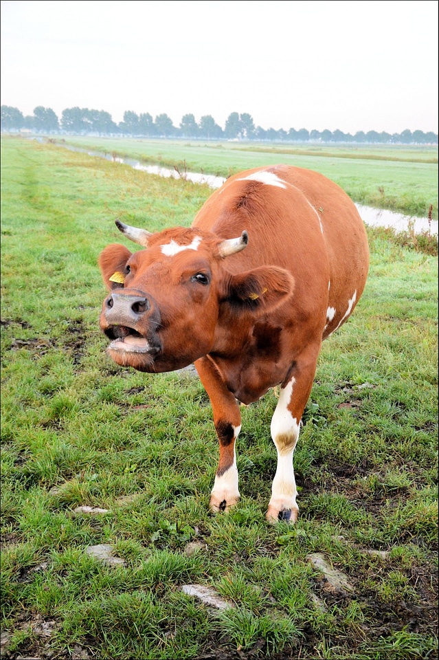Farm mammal domestic