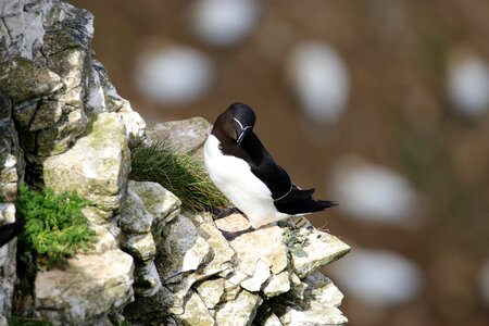 Animal rock seabird photo