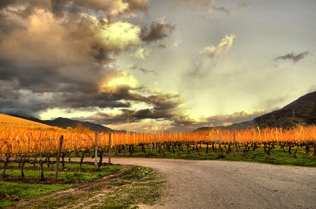 Winery grape wine