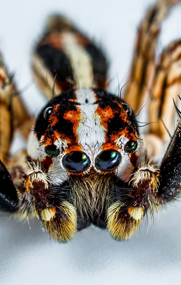 Spider insect close up