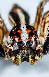 Spider insect close up