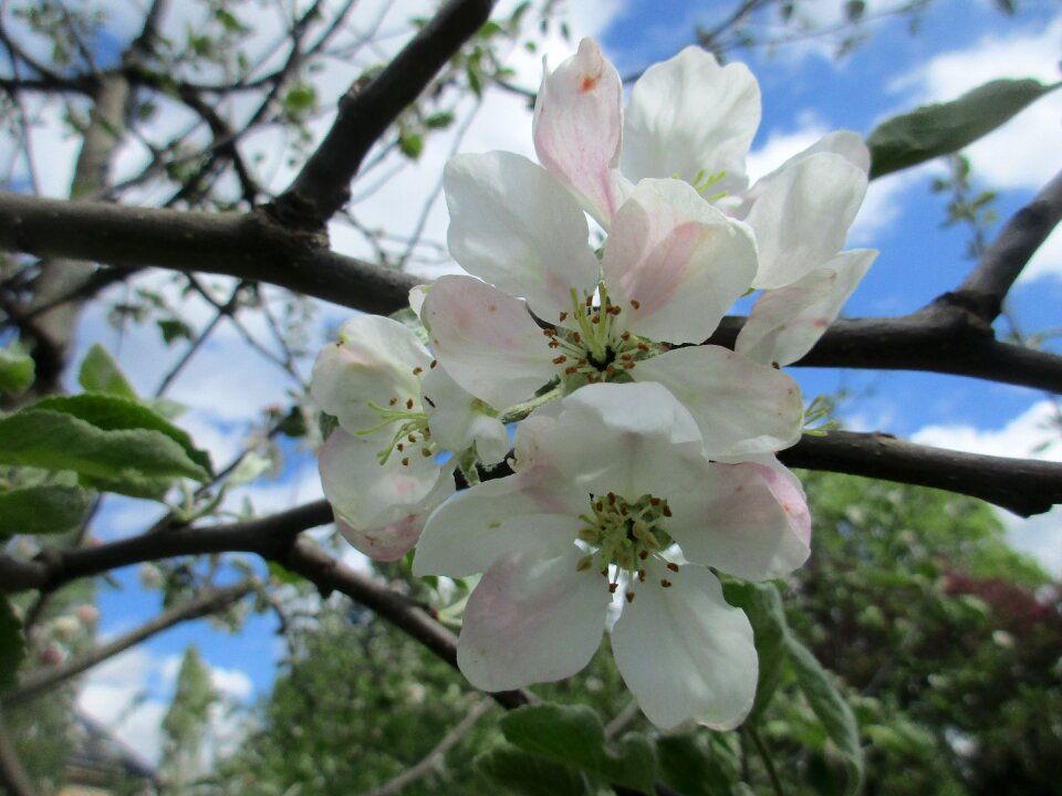 Spring may blooming