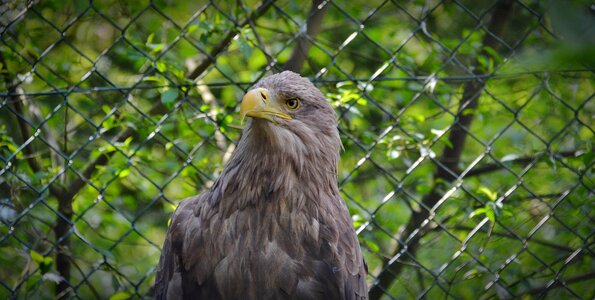 Bird of prey bill animal