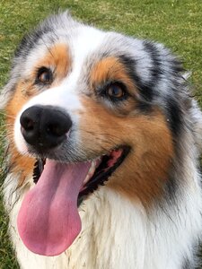 Dog tongue cute shepherd