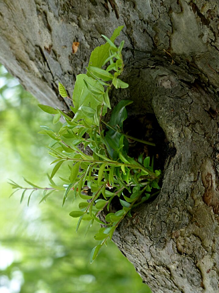 Tree opening plant wild growth